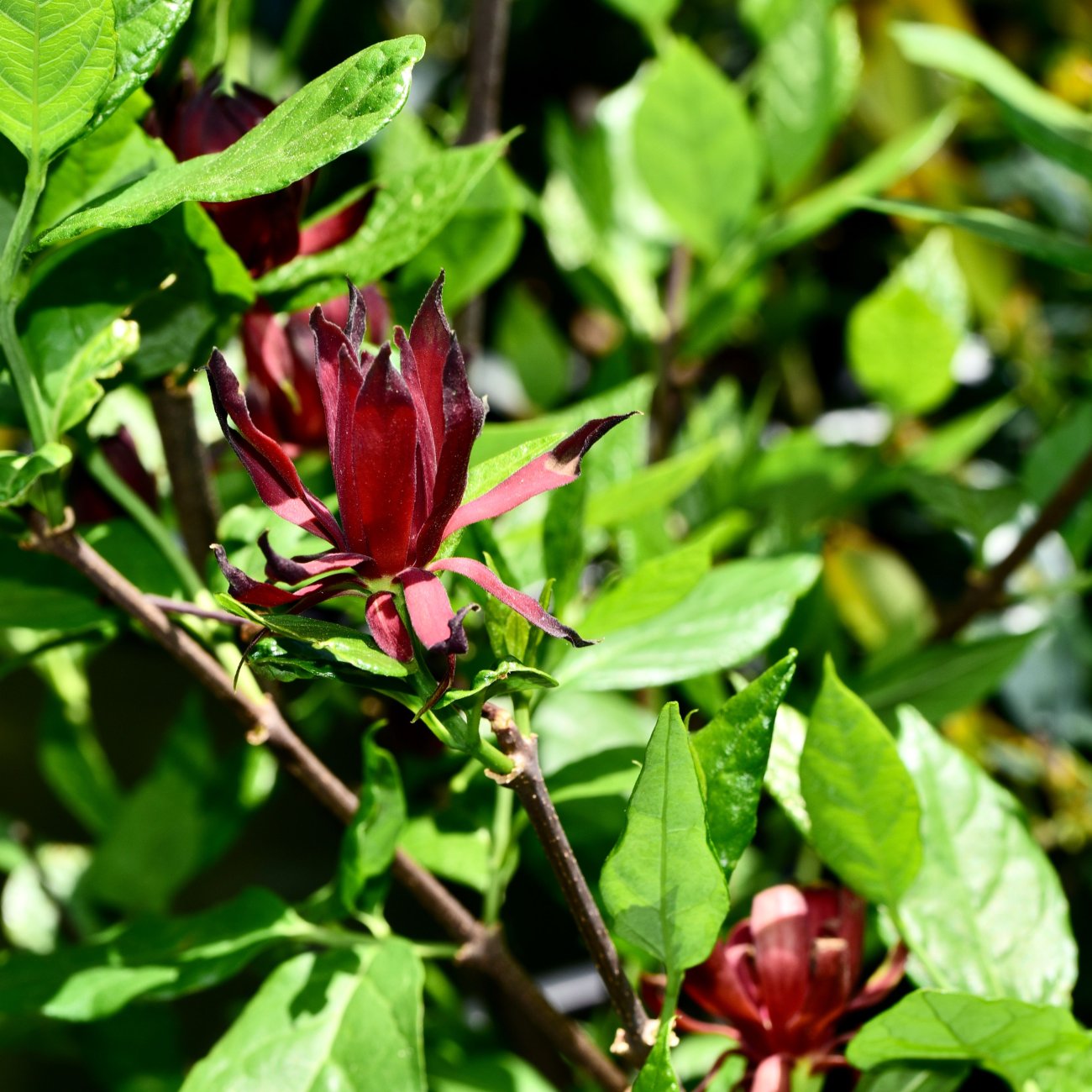 Obrázok Kalikant floridský (Calycanthus floridus) - výška 20-40 cm, kont. C3L